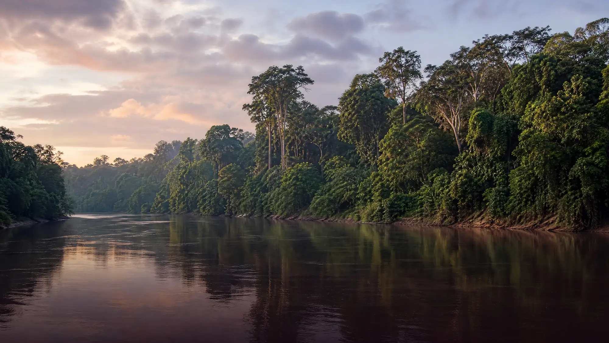El curso de agua de 560 kilómetros de Sabah es un denso corredor de vida silvestre. Los visitantes realizan safaris en barco diarios para avistar monos narigudos, orangutanes salvajes y elefantes pigmeos.