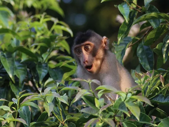 Una scimmia macaco con un'espressione sorpresa che si affaccia tra le foglie verdi.