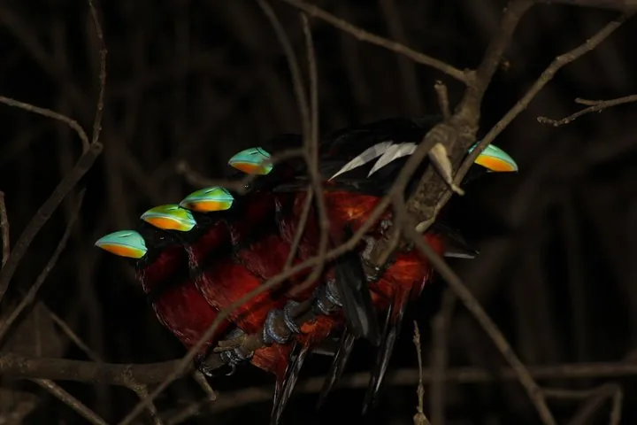 Varios pájaros de pico ancho apiñados en una rama por la noche.