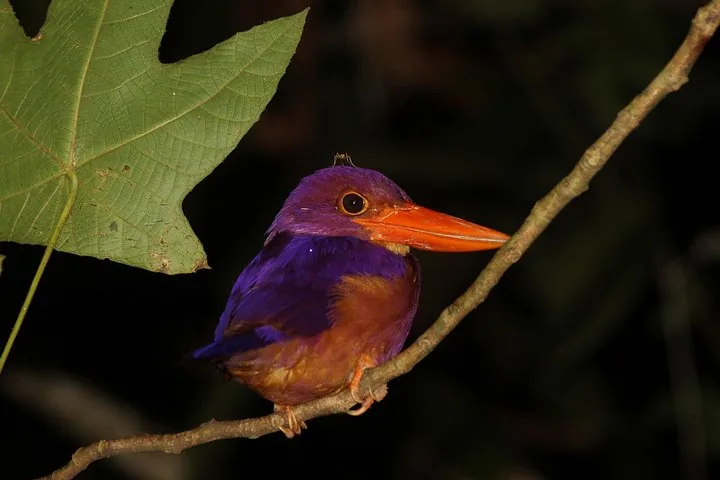 Un martin-pêcheur aux couleurs vives perché sur une fine branche, la nuit.