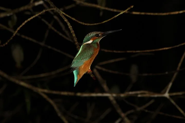 Un martin-pêcheur posé sur une branche sur fond sombre.