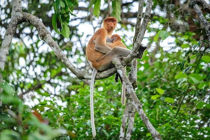 Un mono narigudo sentado en un árbol con su cría.