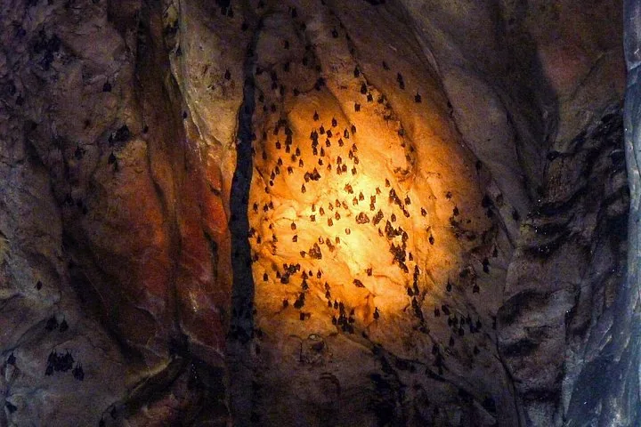 Zahlreiche Fledermäuse hängen an der Felswand in einer dunklen Höhle.