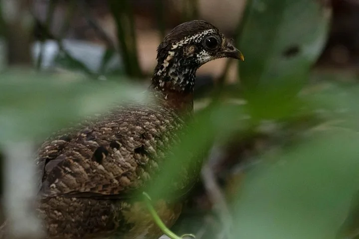 Primer plano de un pájaro marrón escondido tras hojas verdes en un bosque.
