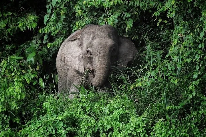 Ein Elefant, teilweise verborgen in dichtem grünem Blattwerk in freier Wildbahn.