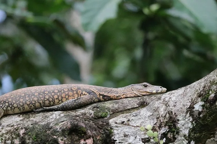 Un varano descansando sobre una gruesa rama de árbol en un bosque.